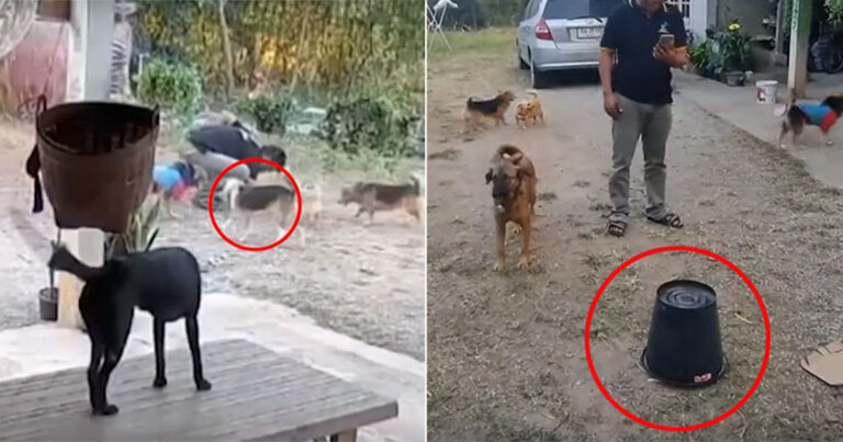 Anjing Peliharaan di Thailand Bawa Pulang 400 Pil Narkoba, Pemiliknya Panggil Polisi