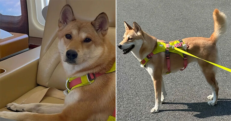 Anjing Peliharaan di Tiongkok Kabur dari Tempat Penitipan Hewan, Tertabrak Mobil dan Dimakan oleh Petugas Jalan Raya yang Menemukan Jasadnya