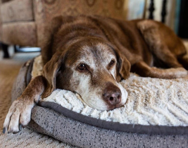 Beragam Terapi yang Efektif untuk Anjing yang Mengidap Osteoartritis