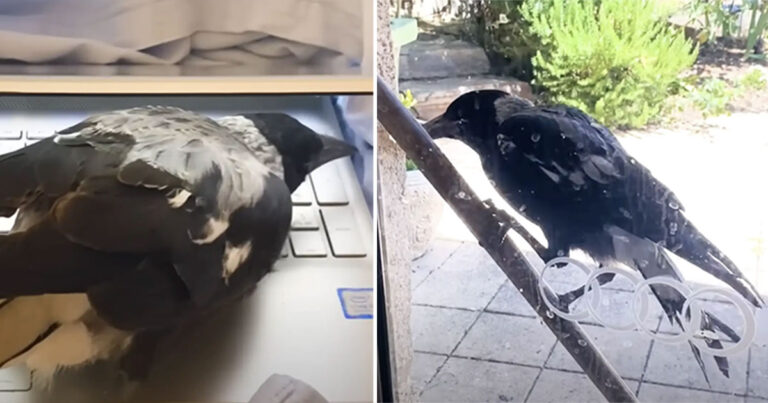 Burung Liar Muncul di Rumah Seorang Wanita dan Memohon untuk Diizinkan Masuk