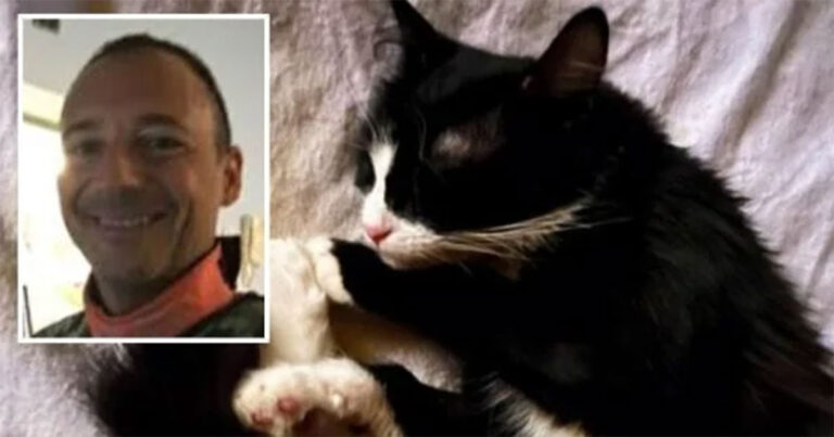 Dokter Dikecam Karena Melakukan Pemindaian pada Kucing Peliharaan di Rumah Sakit Tempatnya Bekerja