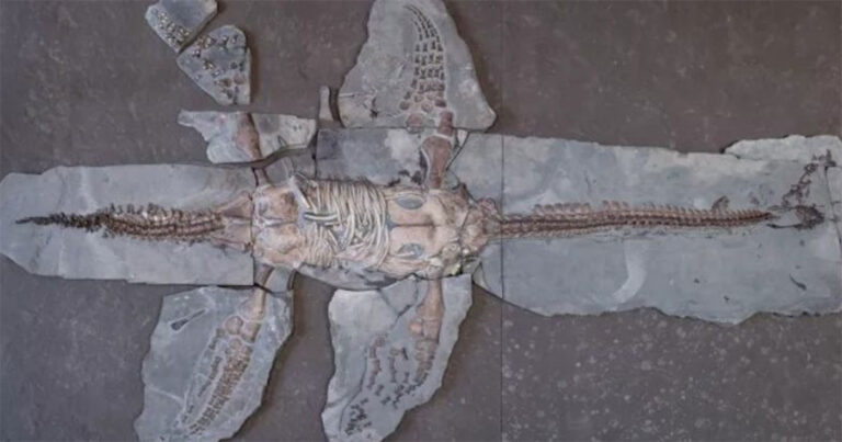 Fosil Menakjubkan Mengungkapkan Sisik Seperti Kura-Kura pada Plesiosaurus di Zaman Jurasik