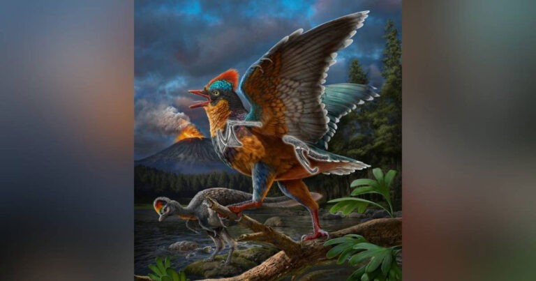 Fosil dari Periode Jurassic dari Tiongkok Menulis Ulang Sejarah Evolusi Burung