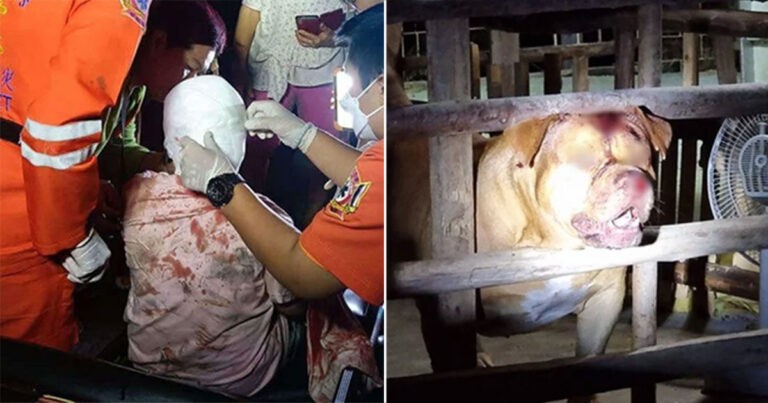 Gadis Berusia 6 Tahun di Thailand dalam Kondisi Kritis Setelah Anjing Pitbull Tetangga yang Kabur Menyerangnya Saat Dia Tidur