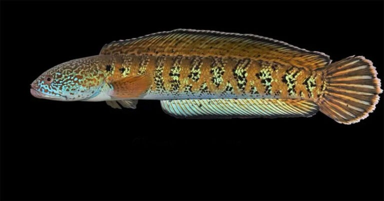 Ikan Gabus Chel, Spesies Ikan yang Diyakini Telah punah, Terlihat di India Setelah 85 Tahun