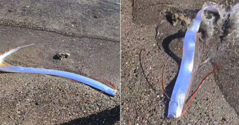Ikan ‘Kiamat’ Terdampar di Pantai, Memicu Ketakutan Akan ‘Bencana’: ‘Sesuatu yang Buruk Akan Terjadi’