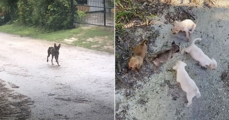 Induk Anjing Membawa Wanita Melintasi Hutan Menuju Bayinya yang Membutuhkan Bantuan