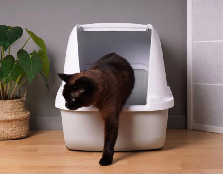 Mencegah Kucing Menggunakan Pot Tanaman sebagai Toilet dengan Membuat  Litter Box yang Lebih Menarik