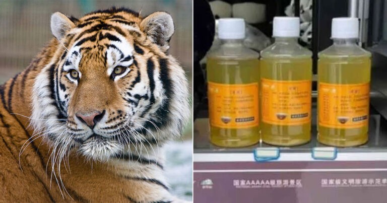 Kebun Binatang di Tiongkok Menjual Air Kencing Harimau sebagai ‘Obat’, Mengklaim Dapat Menyembuhkan Penyakit