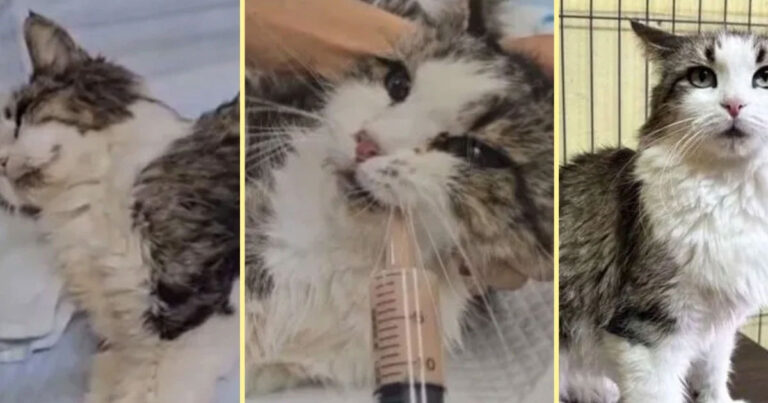 Kucing di Jepang yang Ditinggalkan Bertahan Hidup dengan Air Toilet dan Makan Sisa Makanan Selama Sebulan