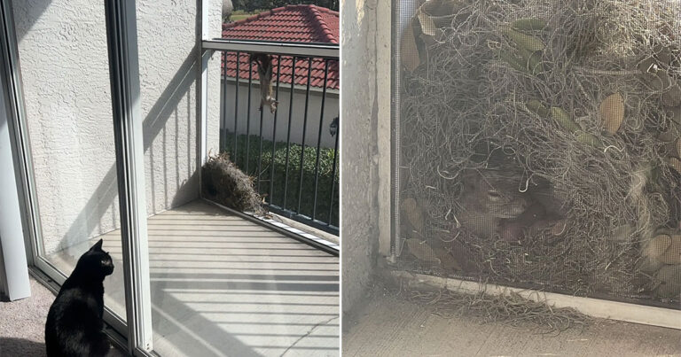 Pasangan Pindah ke Apartemen dan Menemukan Keluarga Kecil yang Menggemaskan di Balkon Mereka