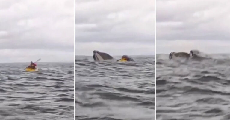 Video: Paus Menelan Seorang Kayaker di Chili Sebelum Memuntahkannya Kembali