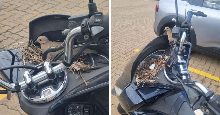 Pemilik Melakukan Hal yang Paling Baik untuk Burung yang Membangun Sarang di Sepeda Motornya