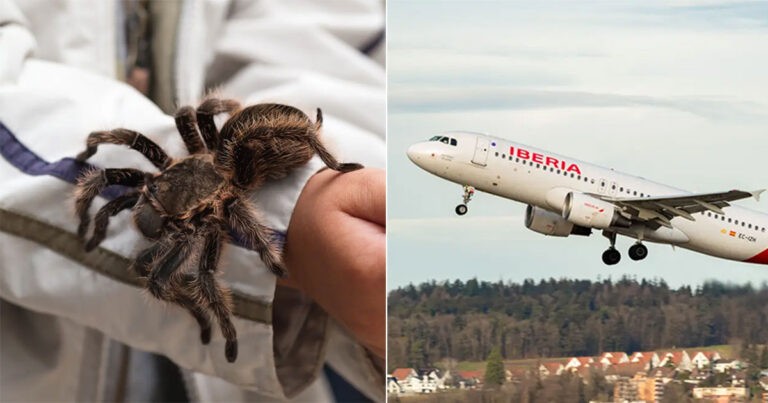 Pilot yang Alergi Terhadap Laba-laba Digigit Tarantula di Tengah Penerbangan