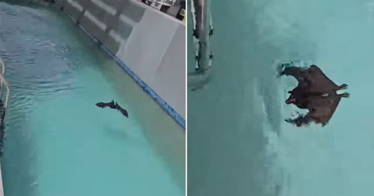 Video: Resor Meminta Bantuan Setelah Menemukan ‘Pengunjung’ Tak Berizin Berenang di Kolam Renangnya