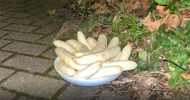 Seseorang Terus Meninggalkan Piring Pisang Kupas di Sudut Jalan, dan Tak Seorang pun Tahu Mengapa