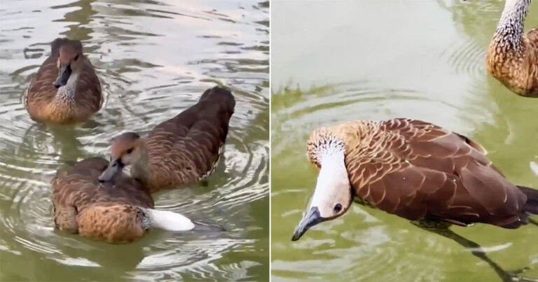 Video: Wanita Melihat Bebek Mendorong Temannya yang ‘Mati’ ke Arahnya — Lalu Menyadari Apa yang Mereka Inginkan