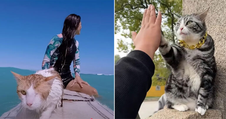 5 Kucing Selebriti yang Memukau Penggemar