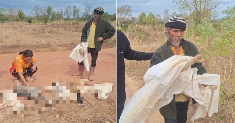 8 Anjing Peliharaan di Thailand Mati Setelah Memakan Isi Perut Ayam dan Daging Babi Beracun yang Ditinggalkan di Pinggir Jalan