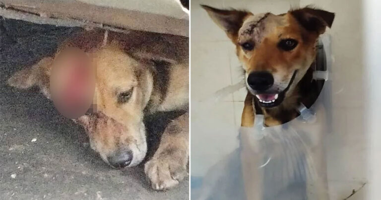 Anjing di Malaysia Terluka Kepalanya Akibat Pisau Saat Menyelamatkan Pemiliknya dari Perampok