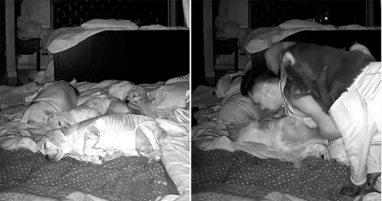 Anjing di Thailand Mengalami Kejang di Malam Hari, Pemiliknya Bangun Tepat Waktu untuk Melakukan CPR