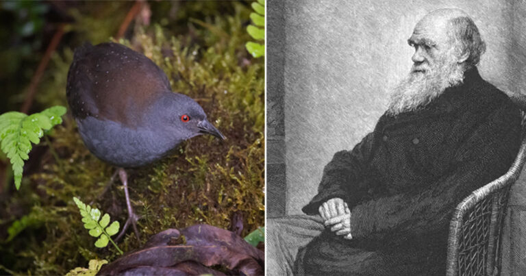 Burung Rail Galapagos Terlihat di Pulau Tempat Charles Darwin Menemukannya untuk Pertama Kalinya dalam 200 Tahun