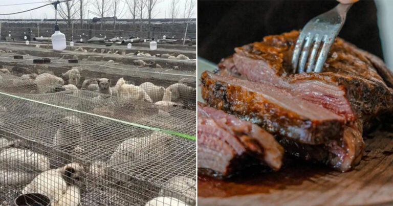 Daging Rubah dan Rakun Dijual sebagai Daging Kambing dan Sapi di Tiongkok, Temuan Investigasi Jurnalistik
