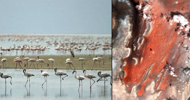 Danau Merah Muda yang Mematikan Tempat Hewan dan Burung Berubah Menjadi Batu, Atau Tidak?