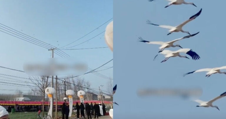 Fenomena Aneh di Jiangsu, Tiongkok : Sekelompok Burung Bangau Putih Terbang Mengelilingi Pemakaman Seorang Lansia