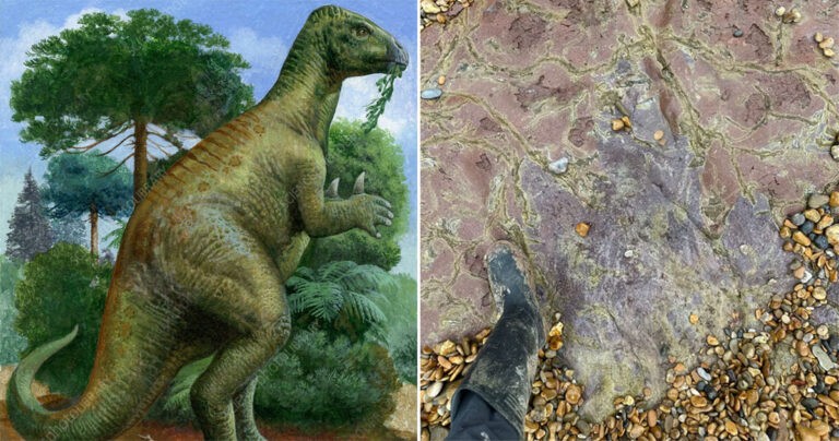 Jejak Kaki Dinosaurus ‘Sangat Besar’ Ditemukan di Pantai di Inggris