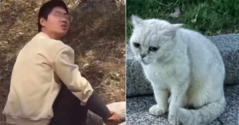 Kemarahan Masyarakat Saat Pria ‘Jahat’ di Tiongkok Menyiksa Kucing Hingga Mati, Hanya Mendapat Denda dan Penahanan