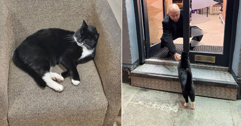 Kucing Menjadi Viral Karena Petualangan Liarnya: Dari Check-In Hotel, Hingga Toko Vape Run dan Bar