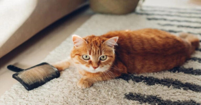 Kucing  Rumahan Juga Memerlukan Vaksinasi Rabies 