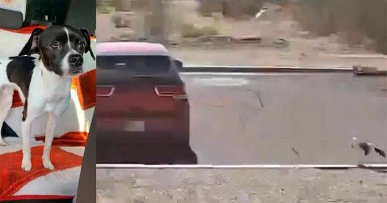 Pemilik Meninggalkan Anak Anjing yang Kekurangan Gizi di Gurun Arizona dan Pergi Begitu Saja