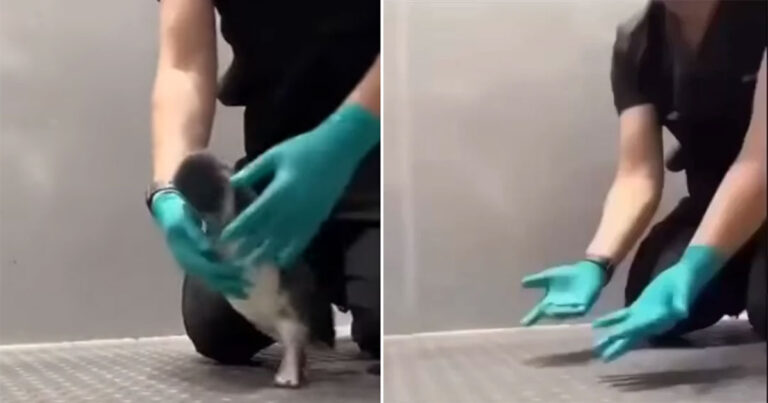 Video: Penguin Tak Bisa Menahan Rasa Gembiranya Saat Dokter Hewan Kesayangannya Berkunjung