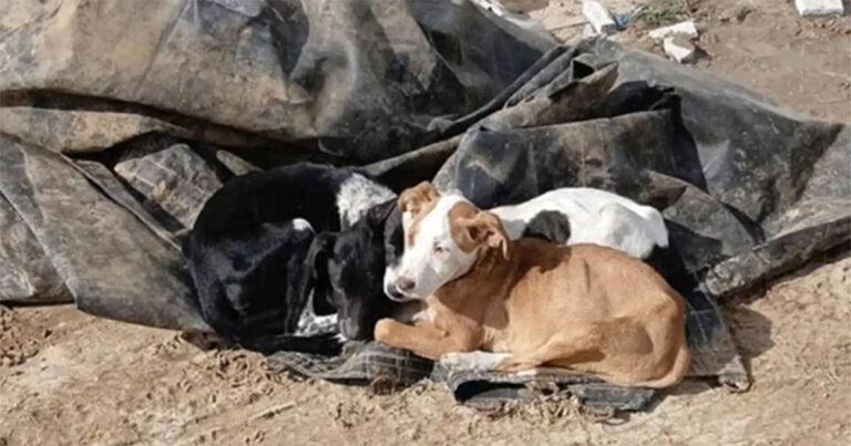 Penyelamat Melihat Sesuatu Bergerak di Tumpukan Sampah dan Menemukan 3 Anak Anjing Berpelukan