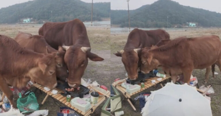 Wanita di Zhejiang, Tiongkok  Berkemah dan Memanggang Daging Sapi, Tiba-tiba Sekelompok Sapi Datang dan Memakannya