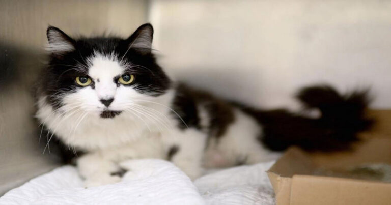 2 Kucing Peliharaan di New York City Terinfeksi Flu Burung 