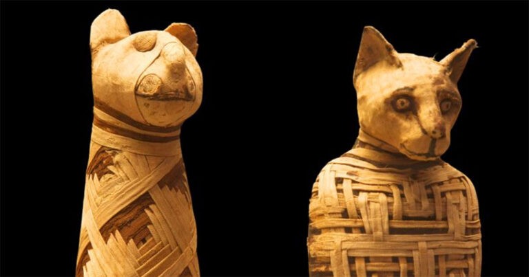 Kucing Modern Mungkin Berasal dari Ritual Pengorbanan Mesir Kuno