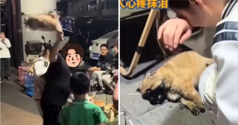 Pria di Tiongkok Membanting Anak Anjing Setelah Penjual Hewan Peliharaan Menolak Mengembalikan Uangnya