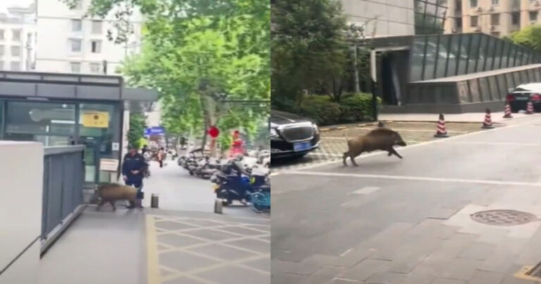 Babi Hutan Masuk ke Stasiun TV Jiangsu, Tiongkok, Videonya Viral di Internet