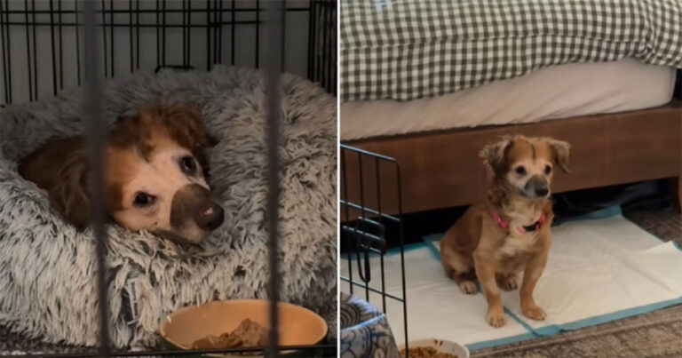 Sangat Takut, Anjing Asuh yang Dikurung Akhirnya Memberi Kesempatan Lagi pada Manusia