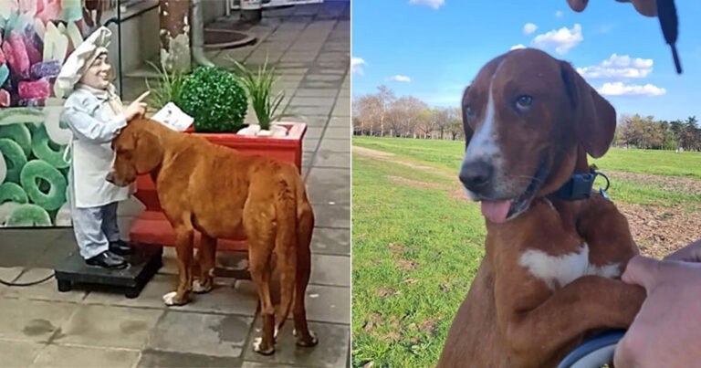 Anjing Liar yang Kesepian Mencari Kasih Sayang dari Sebuah Patung, Lalu Cinta Sejati Datang