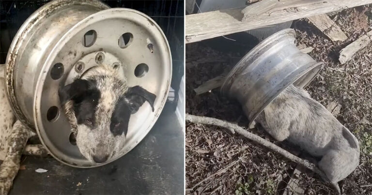 Anjing yang Terjebak di Velg Mobil Nyaris Kehilangan Harapan, Hingga Seorang Pahlawan Datang