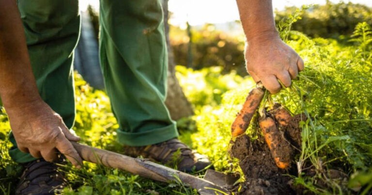 Hasil Studi : Berkebun dan Bertani Dapat Meningkatkan Kesehatan Mental