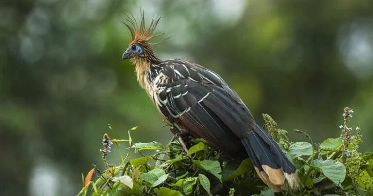 Burung Paling Bau di Dunia Berbau Seperti Kotoran Sapi
