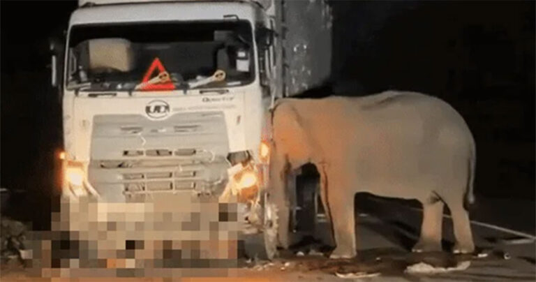 Induk Gajah yang Berduka Tidak Mau Meninggalkan Anaknya yang Mati Tertabrak Truk