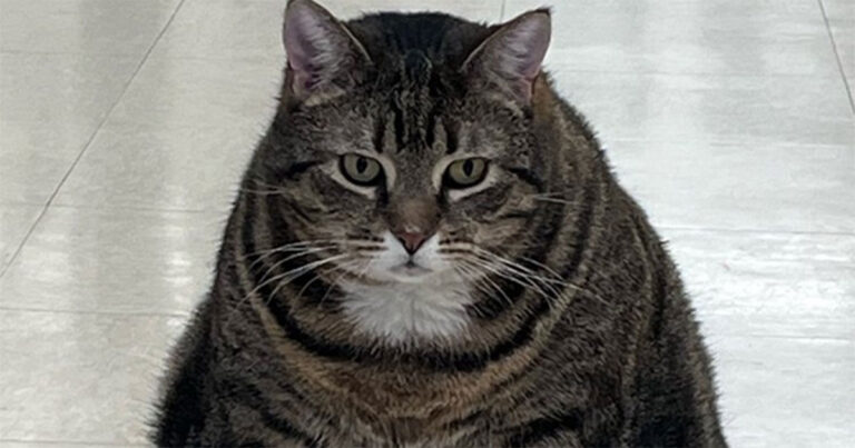 Kucing Besar Bernama Marcell Menjadi Viral, Diadopsi Bersama Sahabatnya