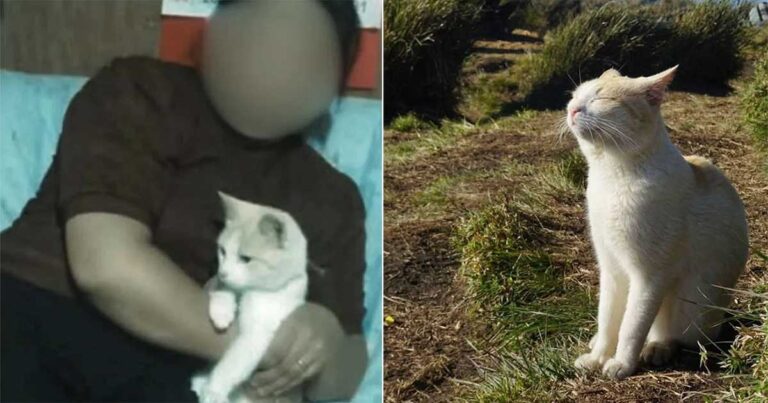 Kucing Kesayangan Pendaki Disingkirkan dari Jalur Pendakian Gunung Populer di Philipina, Memicu Kemarahan Pendaki dan Netizen