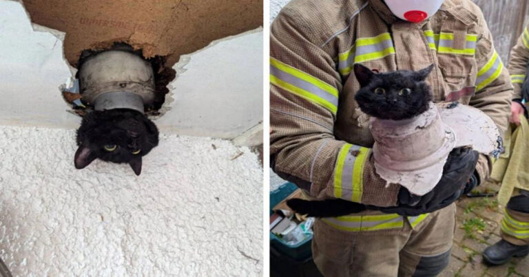 Kenalan dengan John, Kucing yang Terjebak di Pipa dan Berhasil Diselamatkan oleh Petugas Damkar